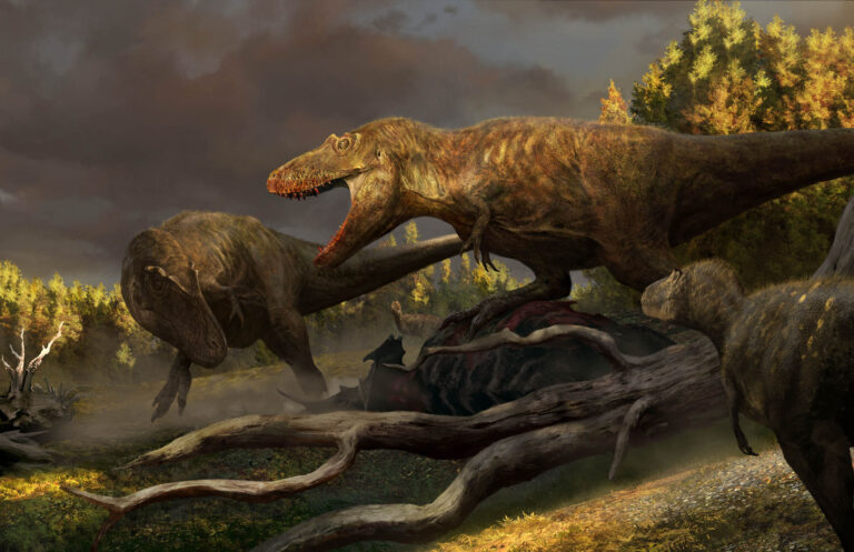 Filling The T Rex Link Newfound Tyrannosaurus Rex Fossils In Montana Can Solve The Evolution Of