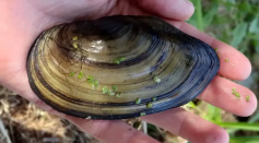 One of the mussels gathered in the 2020 survey on the river Thames