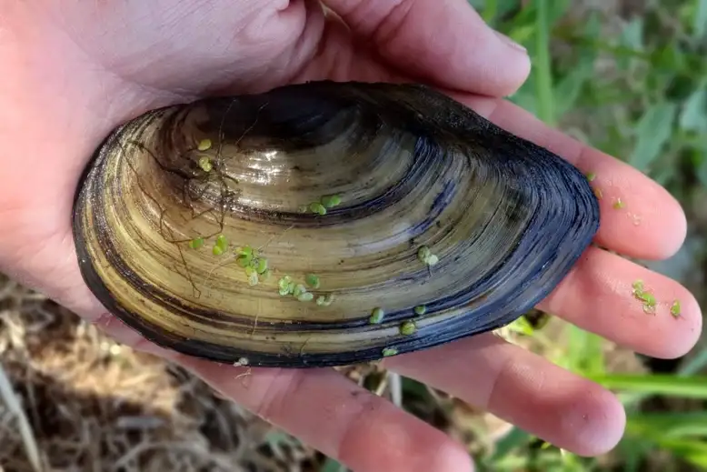 One of the mussels gathered in the 2020 survey on the river Thames