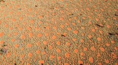 THE FAIRY CIRCLES SEEN FROM THE AIR. THEY FORM AN ADDITIONAL SOURCE OF WATER IN THIS ARID REGION, BECAUSE THE RAINWATER FLOWS TOWARDS THE GRASSES ON THE EDGE.