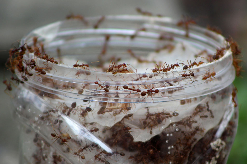 Ants make 'milk'? This new discovery took scientists by surprise