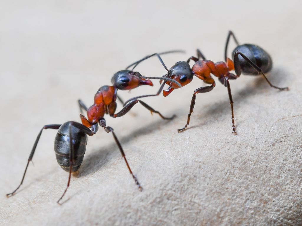 Ants make 'milk'? This new discovery took scientists by surprise