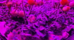 This preflight image shows the Red Robin dwarf tomato used for Veg-05 growing in Veggie hardware at the Kennedy Space Center.