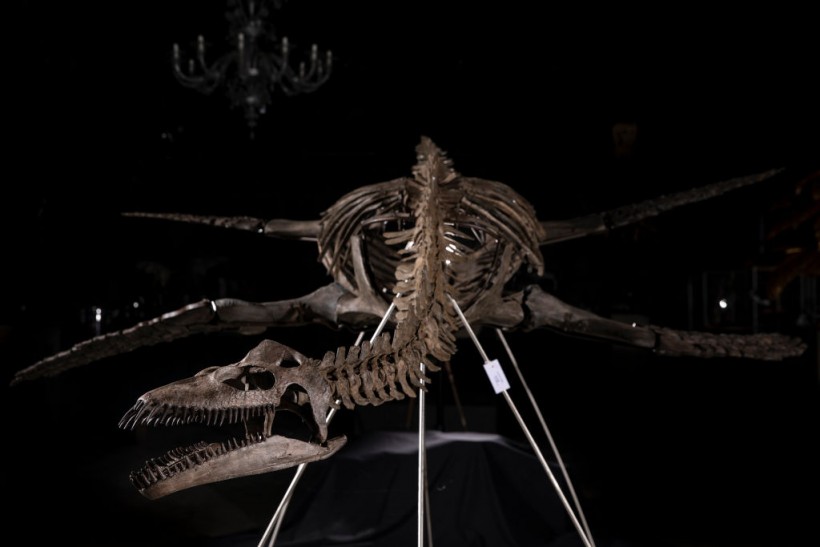 Dinosaur Bones and 100 million year old Amber Go Under The Hammer