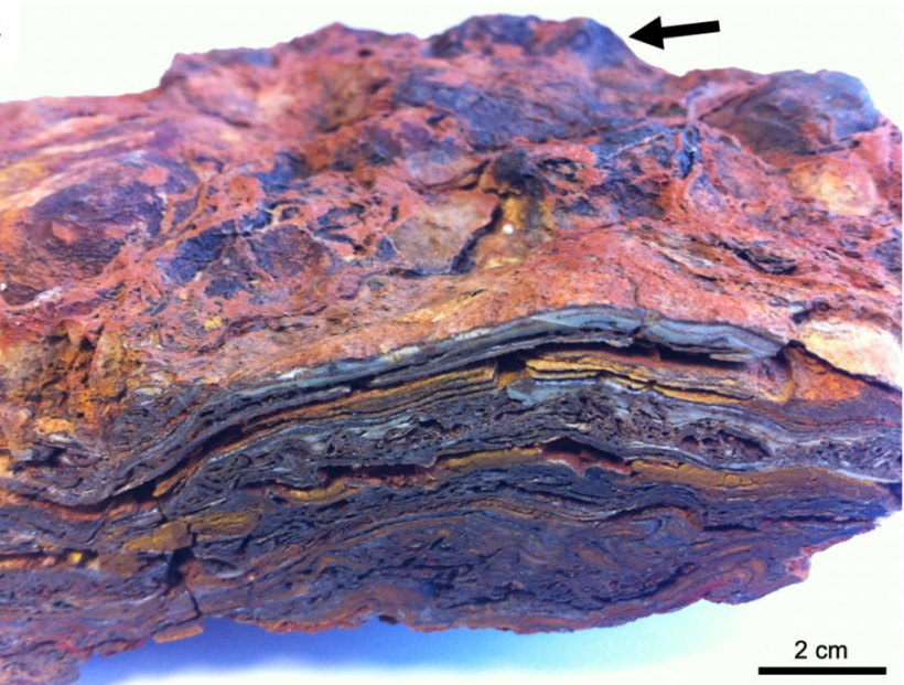 Hand sample of Dresser Formation stromatolite, showing a complex layered structure formed of hematite, barite, and quartz, and a domed upper surface