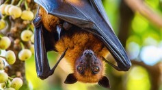 Close-Up Of A Fruit Bat Hanging On Branch - stock photo