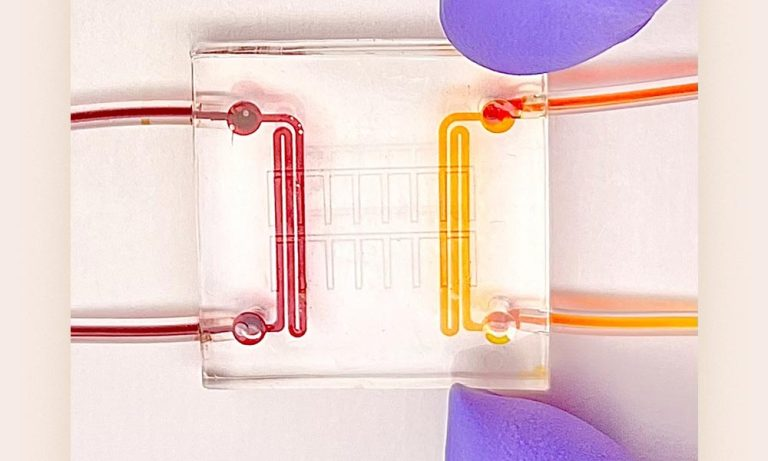 Microscale model developed by USC researchers Megan Mccain and Megan Rexius that can replicate key aspects of myocardial infarction and might one day serve as a testbed for new personalized heart drugs.