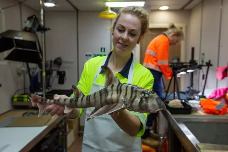 A Commonwealth Scientific and Industrial Research Organization researcher in Australia holds the recently discovered horn shark.