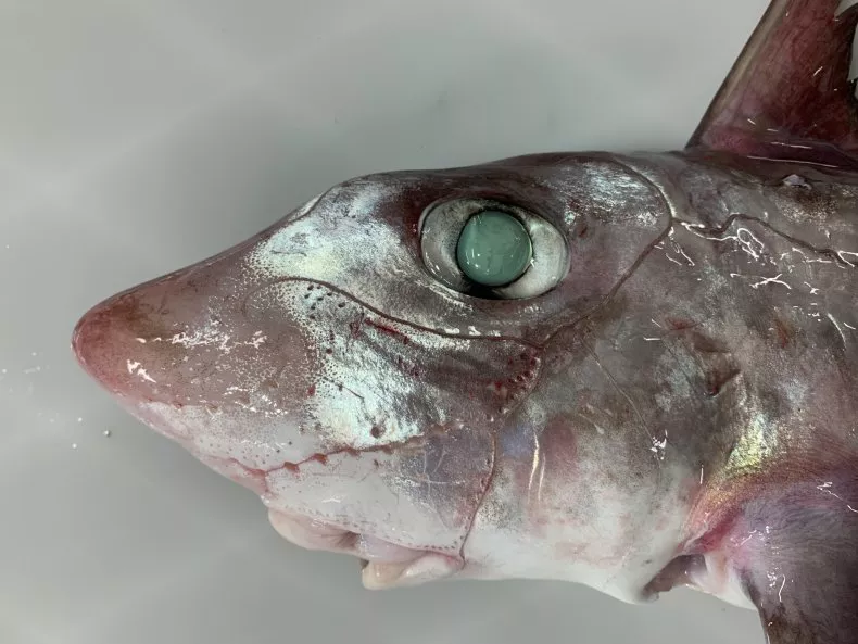 The Ogilby's ghost shark is native to Australia and southern Indonesia.