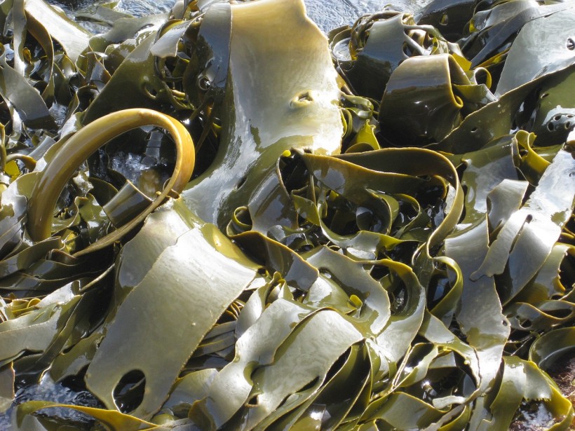  California Startup Uses Seaweed to Replace Packaging, Plastic Bags: How Does It Work?