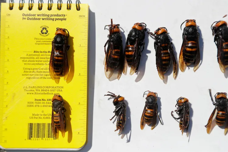 Dead northern giant hornets, queens, lined up on top and smaller workers below — all samples brought in for research — are displayed with a field notebook on May 7th, 2020, in Blaine, Washington. 