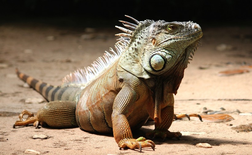  Rogue Iguana Causes Massive Power Outage Before Dying: How Did They Become an Invasive Species in Florida?