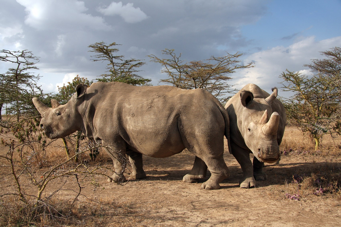 The last two surviving females live in the Ol Pejeta Conservancy in Kenya.