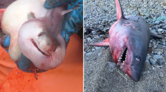 Pictures of the porbeagle shark washed up on a beach in Marshfield, Massachusetts last week. After a necropsy it was discovered that the shark was pregnant.