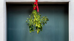  Wild Mistletoe: A Parasite Called a Kissing Plant for the Holidays But Named From Bird Poop