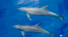 New subspecies, called the Eastern Tropical Pacific bottlenose dolphin (Tursiops truncatus nuuanu), is smaller than other common bottlenose dolphins.