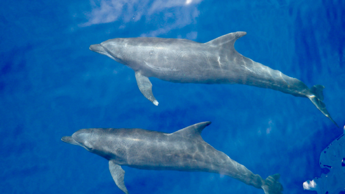 New subspecies, called the Eastern Tropical Pacific bottlenose dolphin (Tursiops truncatus nuuanu), is smaller than other common bottlenose dolphins.