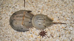  Biotechnology Company Uses Extracts From Horseshoe Crabs to Help Fight Sepsis: Will This Be Effective?