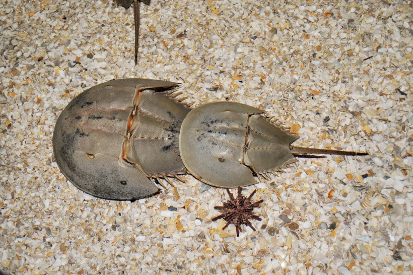  Biotechnology Company Uses Extracts From Horseshoe Crabs to Help Fight Sepsis: Will This Be Effective?