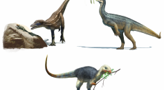 Early dinosaurs and their diets. Lesothosaurus is an omnivore, Buriolestes is a carnivore and Thecodontosaurus is an herbivore