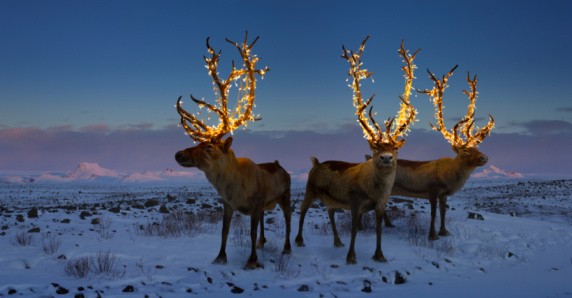Three reindeers with lights in antlers (digital composite) - stock photo