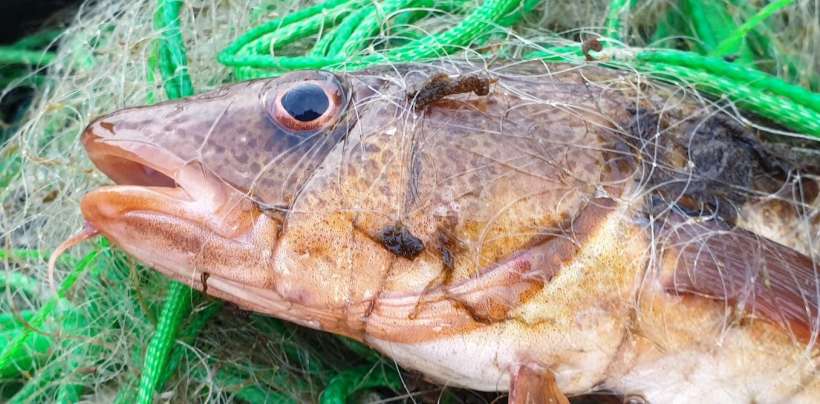 When fish like this netted cod are exposed to mercury, it accumulates in certain organs, including the lenses of their eyes. 
