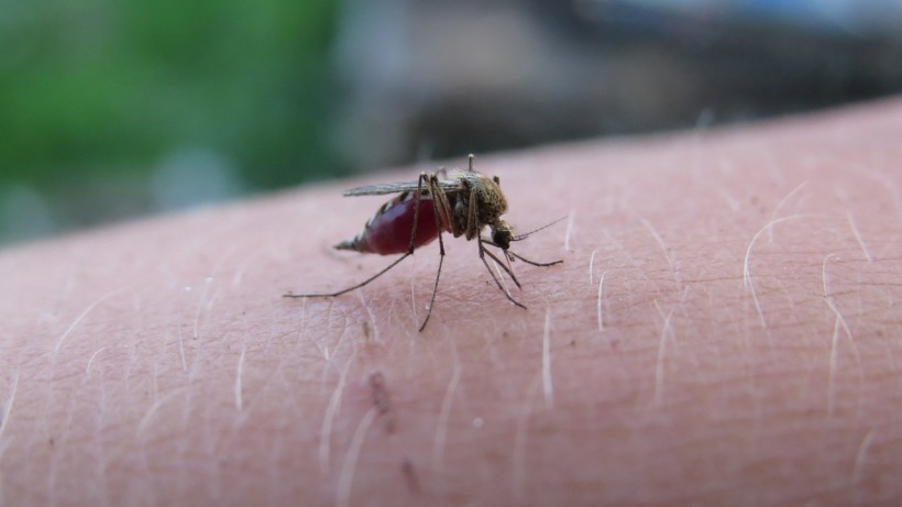  Unique Approach in the Battle Against Malaria Uses Nanoparticles That Attack the Parasite