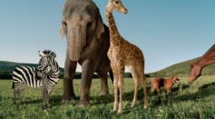 A zebra, elephant, giraffe, dog and horse in a grassy field