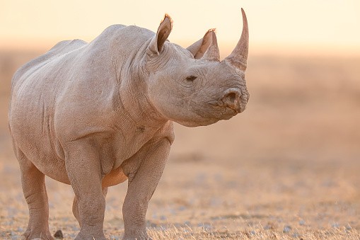Side view of white rhinoceros standing on field, Namibia