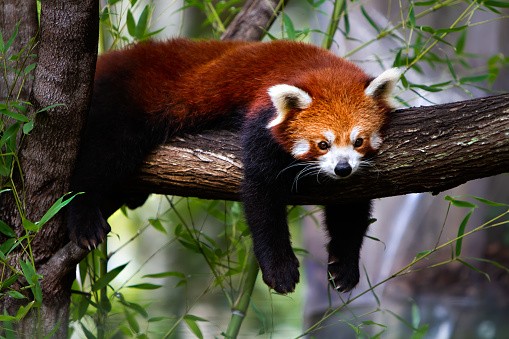 A red panda in the treetops
