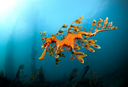 Leafy sea dragon under the jetty at Rapid Bay in South Australia