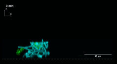 A “leaping-like” motion as fungi (in blue) propel bacteria (in green) forward along the tooth’s surface.