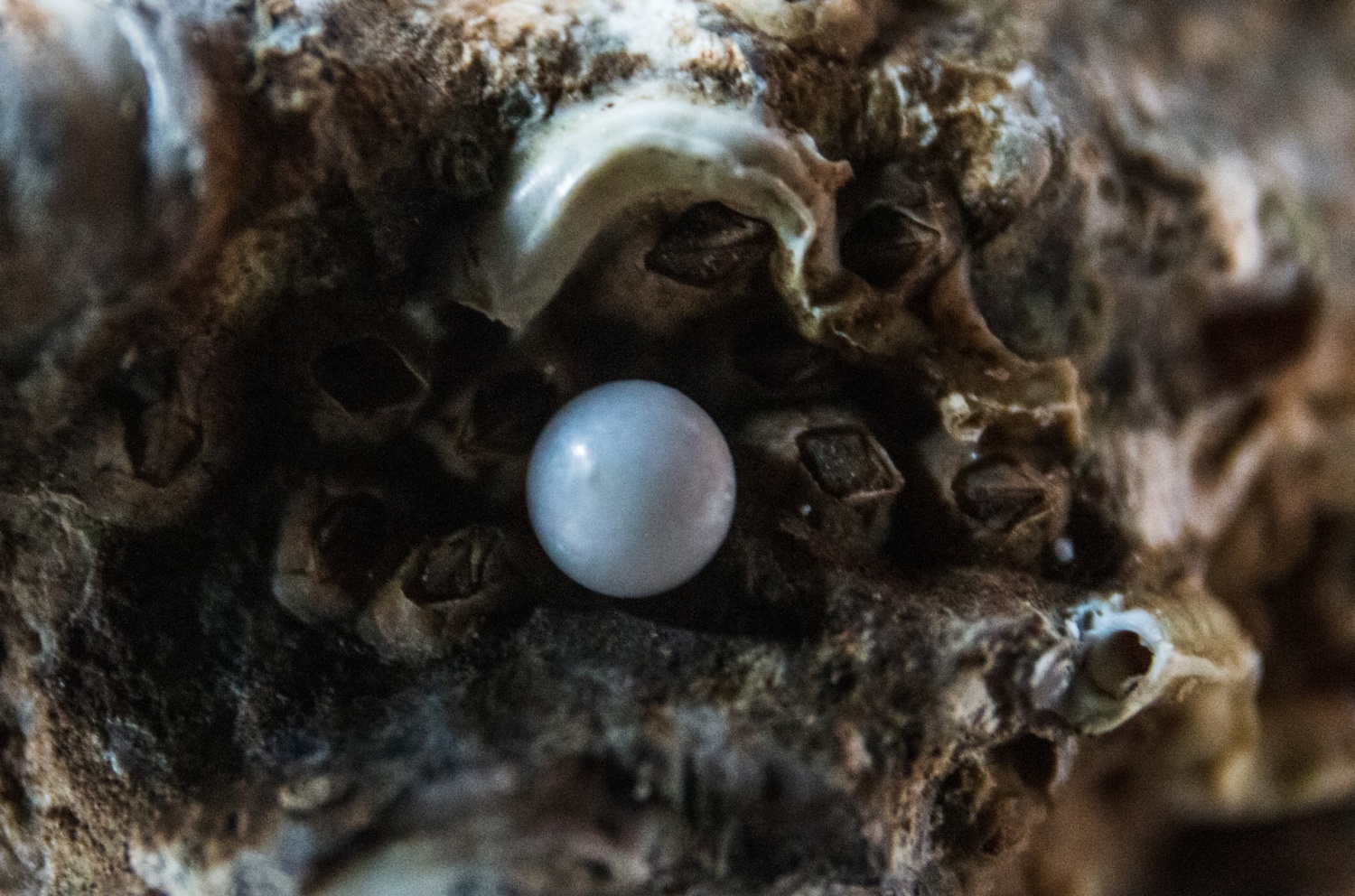 Genetic Research Reveals Molecular Fingerprint Behind Beautiful Pearls