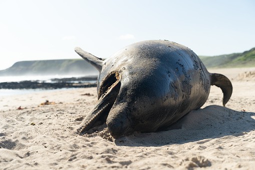 The carcass of a dead Bottle nosed dolphin, washed up on a beach in Victoria, Australia.