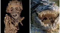 The above image (L) shows one of the mummies found in a tomb in Egypt that also contained the skulls of nine crocodiles. Nile crocodiles (R) were revered in Ancient Egypt.