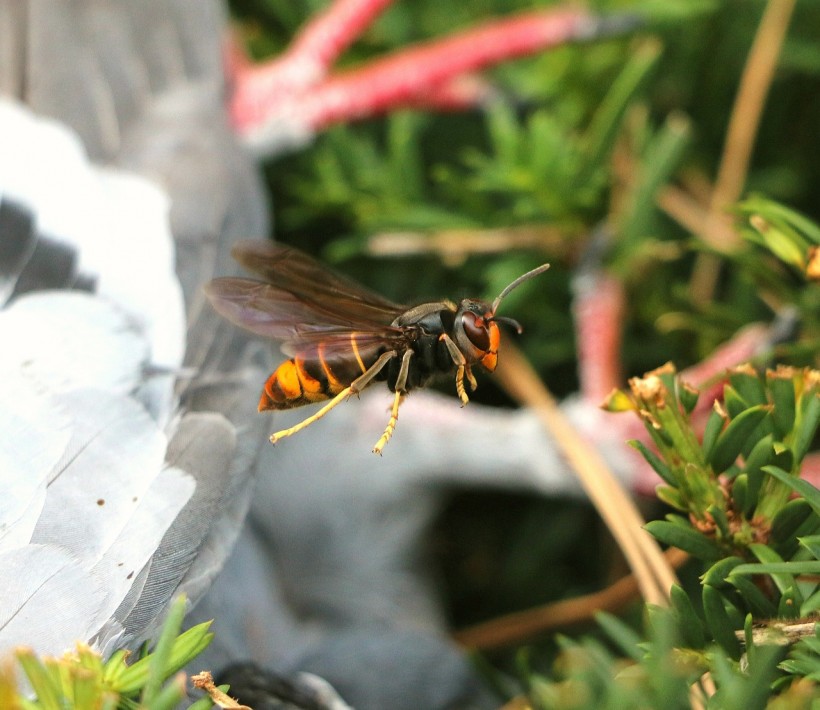  Asian Hornet Invasion in Europe Traced Back to a Single Queen Bee Introduced to France in 2004, Study