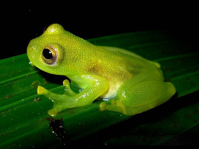 Scientists discover the secret power that makes glass frogs transparent