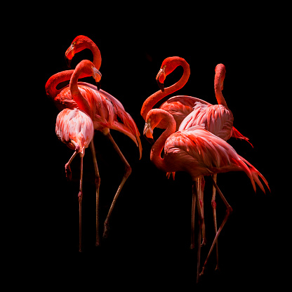 colors of flamingos