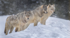 Grey wolves in Yellowstone National Park take in the snowy scenery.  
