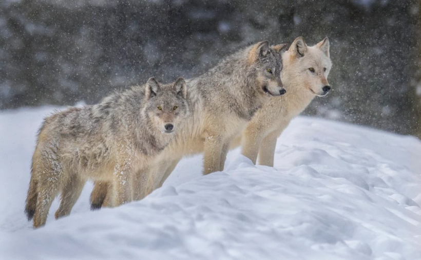 Grey wolves in Yellowstone National Park take in the snowy scenery.  