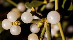  Mistletoe May Have Healing Properties Despite Being a Parasitic Plant as Proven by Ancient Human Civilizations