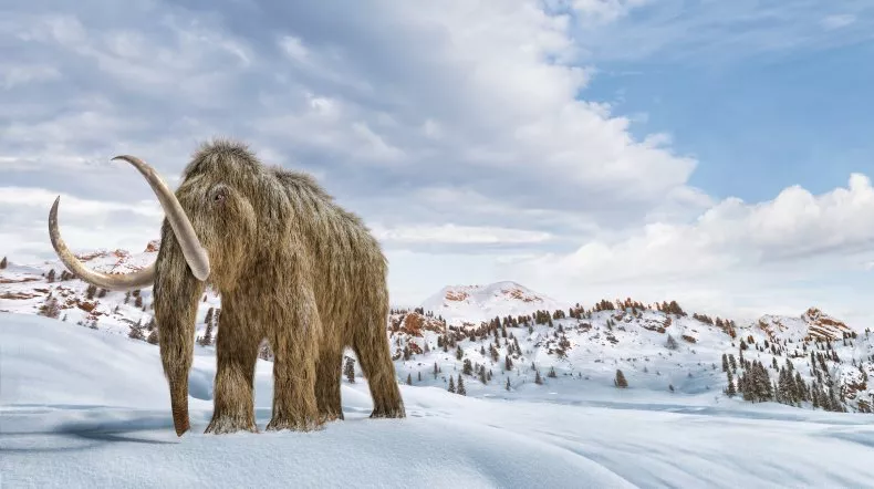 Woolly Mammoth Revival: Extinct Elephant Species Possibly Walk Back