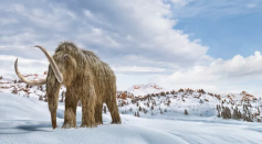 Illustration of a woolly mammoth in the Arctic. Scientists are hoping to genetically engineer elephants to exhibit the traits of the extinct woolly mammoth, which went extinct 3,500 years ago.