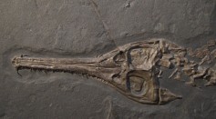 72-Million-Year-Old Fossil of New Crocodile Species Initially Mistaken as a Dinosaur Discovered in Brazil