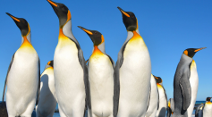 Group of king penguins on beach near Gadget Gully