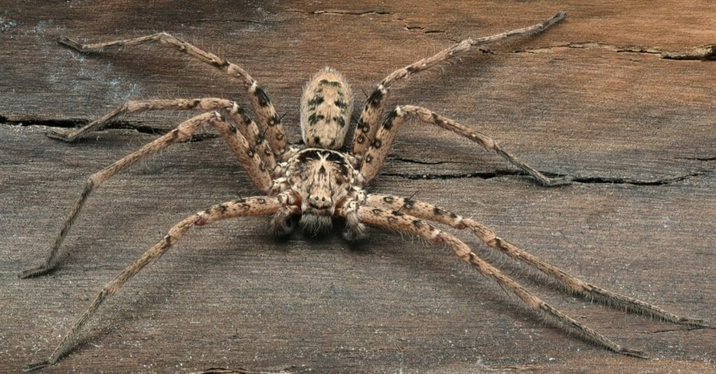Giant huntsman spider: The largest spider by leg span