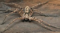 The world’s biggest spider, the Giant huntsman spider, is not harmless to human but will bite if provoked.