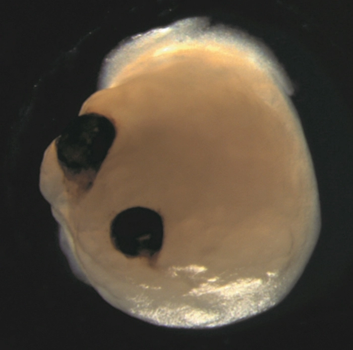 Brain organoids with optic cups at day 60 of development. 