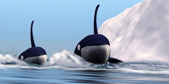 Two orca whales pass near an iceberg in the north Arctic Ocean. - stock illustration