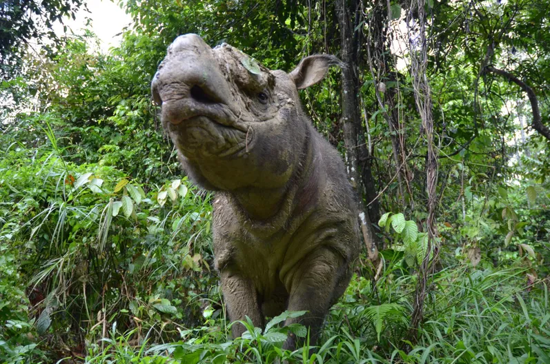 Sumatran rhino Kertam on the island of Borneo.